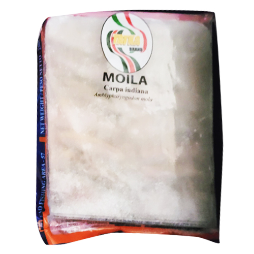 Tatka Moila Carpa Indlana- Moila mach- Tatka Moila Carpa Indiana